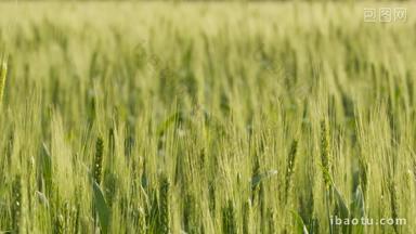农村小麦推进变焦升格慢镜头